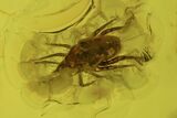 Fossil Spider (Araneae) And Mite (Arachnida) In Baltic Amber #109431-1